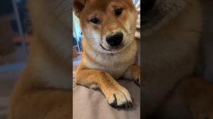 Сиба ину по кличке Валли разговаривает