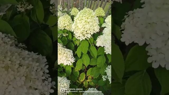 Гортензия метельчатая Селекшен смотреть онлайн