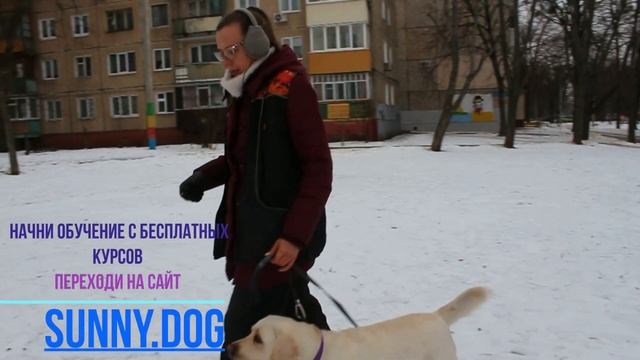 Как научить собаку команде фу? (Дрессировка) смотреть онлайн
