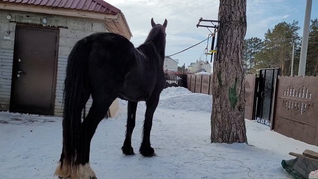 продам кобылу в мае 4 года рост 167 мать орловская отец фриз +79521415242 смотреть онлайн