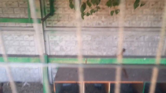 Разведение фазанов в домашних условиях смотреть онлайн