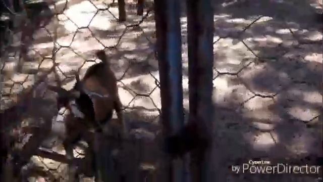 Что со мной случилось? Сафари парк Геленджика смотреть онлайн