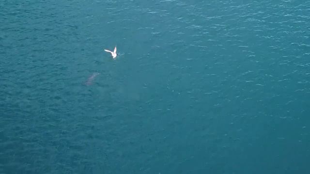 Dolphin dance смотреть онлайн