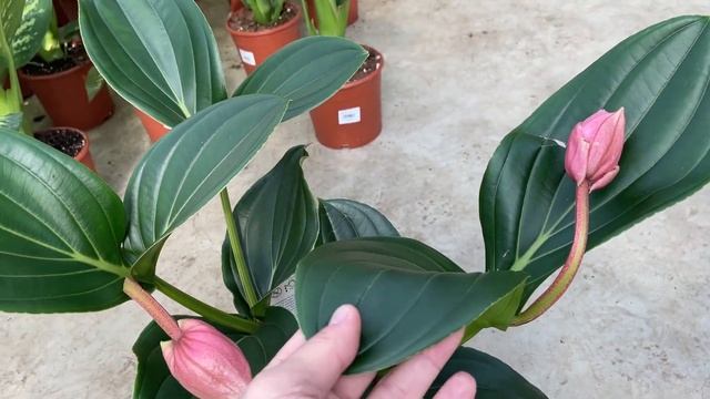 Medinilla Magnifica Plant Care - How to Grow Exotic Medinilla Plants? | Plant Care Tips смотреть онлайн