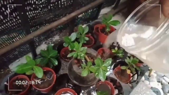 Adenium: siram pokok guna baja organik #pkp 2.0 смотреть онлайн