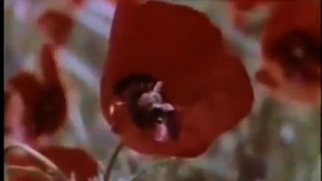 Узбекская песня Uzbek song Санобар Рахманова поет узбекскую песню Ёшлигим смотреть онлайн