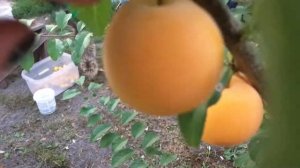 Алыча Гек, обзор сорта