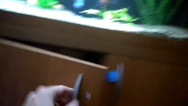 Мои новые астронотусы Gold смотреть онлайн