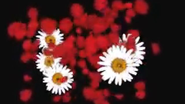 ФУТАЖ - РОМАШКИ - ДЛЯ ВИДЕОМОНТАЖА смотреть онлайн