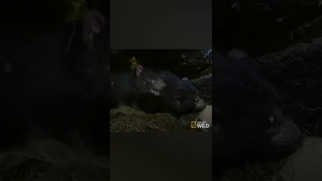 Тасманийский Дьявол смотреть онлайн