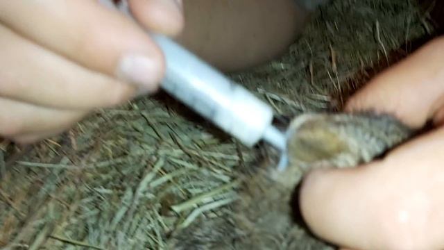 спасаю диких зайцев вскармливаю коровьим молоком!!!! смотреть онлайн