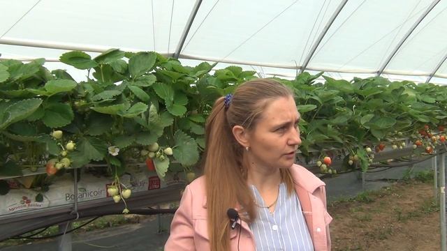 Диалог об организации сбора земляники садовой с Дмитрием Швецом и Ириной Барбашиной смотреть онлайн