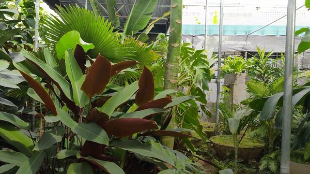 PLANTSPOTTING |Albert Howell Tang: Garden Update + Fern & Nature Society of the Philippines Meeting смотреть онлайн