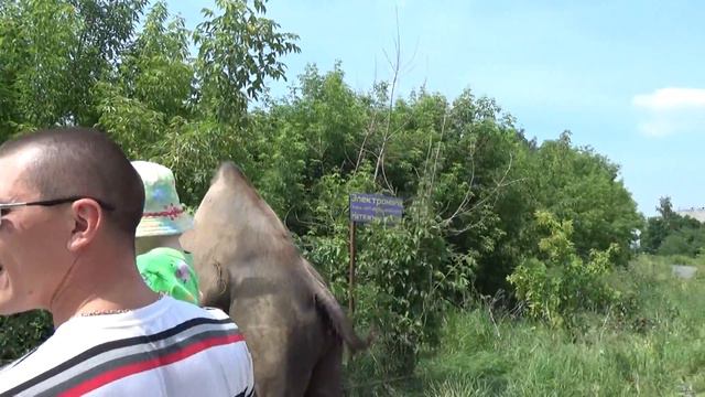 ВЛОГ! Верблюд в городе! VLOG Camel in the city! смотреть онлайн