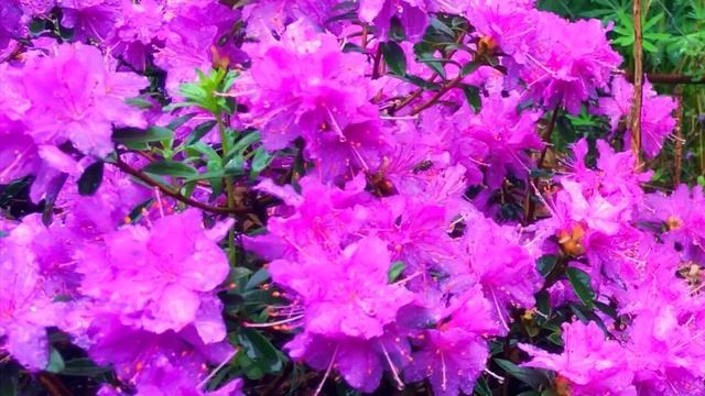 5 плюсов рододендрона плотного. Rhododéndron impeditum смотреть онлайн