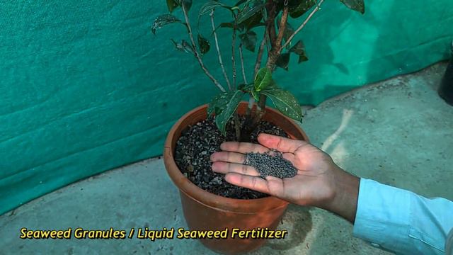 camellia की देखभाल ऐसे करो फिर देखो । camellia care in pots смотреть онлайн