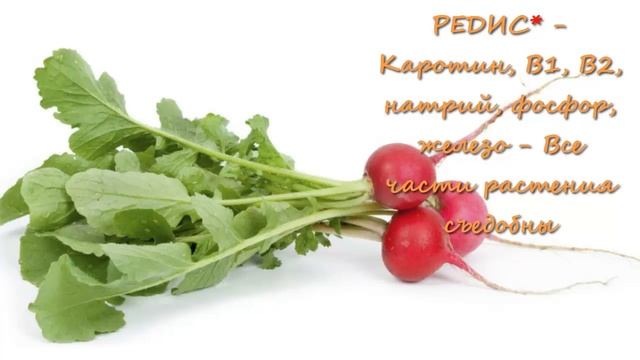 Чем кормить попугая/Овощные культуры для рациона попугая.//What to feed the parrot смотреть онлайн