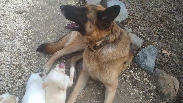 немецкая овчарка Сабина и чихуахуа Кастропуло Симферополь Крым продам щенков,купить мини ми-ми-ми смотреть онлайн