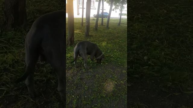 Кане Корсо Ваня) ДИКИЙ)))))) смотреть онлайн
