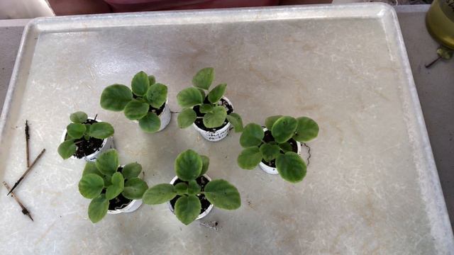 AFRICAN VIOLETS. The babies from the bloom stalks are growing OK! смотреть онлайн