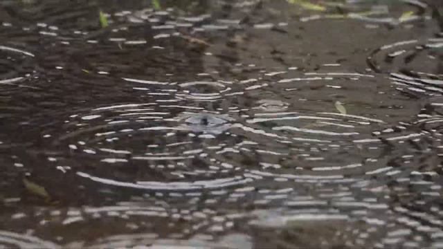 薄田泣菫【若葉の雨】(with English subtitle) "Rain in the Season of Fresh Leaves" by Kyukin Susukida смотреть онлайн