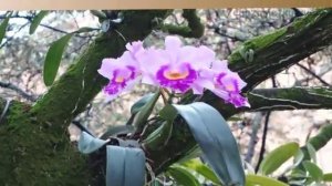 Как живут Орхидеи в Природе.