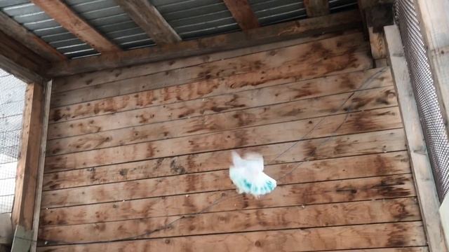 Столбовая, винтовая игра голубей с гребом в голубятне смотреть онлайн