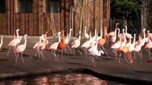 Смешные видео  фламинго маршируют