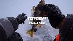 РЫБАЛКА В ВЕТЕР.Надёргал понемногу окуней.