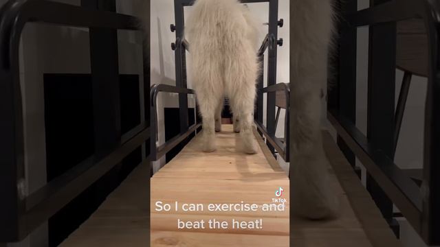 Learning to treadmill in preparation for the Florida summer! #samoyed #dog #foryou #puppy смотреть онлайн