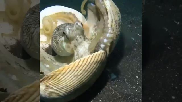 Осьминог знает толк в защите. смотреть онлайн