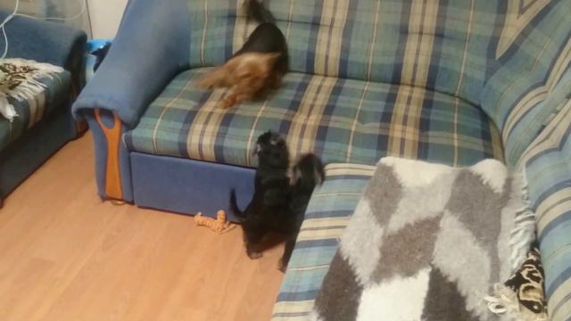 03.05.2017 - вечерние забавы йориков с мамой