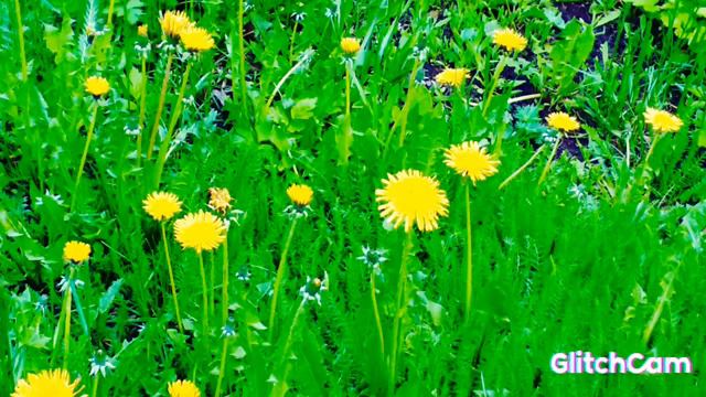 Dandelion Officinalis Sunny ☀️ Day одуванчик лекарственный ☀️ солнечный день
