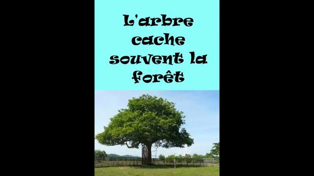 О чем французская поговорка "L'arbre cache souvent la forêt"? смотреть онлайн