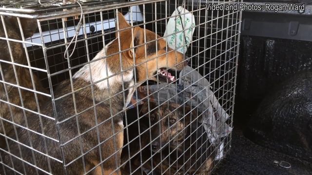NSPCA round up killer Durban dogs after early morning attack смотреть онлайн