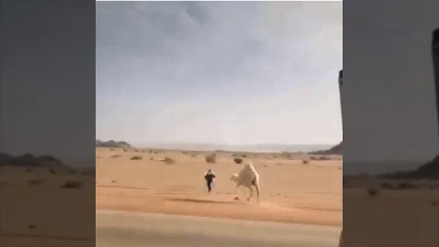 What A Camel