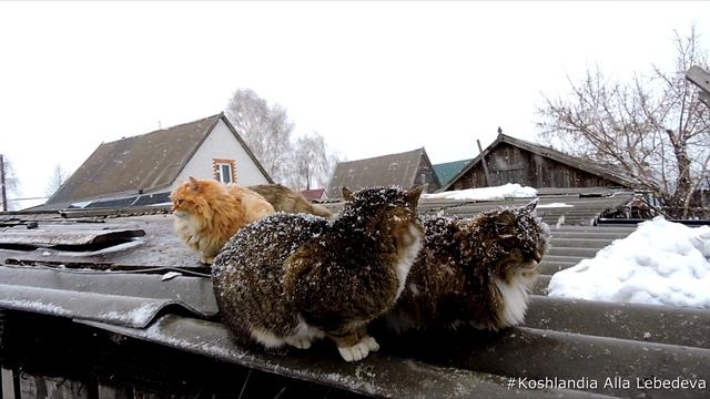 #Koshlandia, Siberian Farm cats, snowstorm, Кошляндия, Метель, Сороки April смотреть онлайн