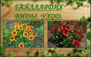 Гайллардия - тысячи солнечных лучиков. Виды. Уход..