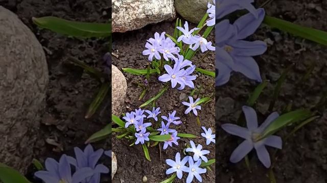 Хионодокса Форбса -украшение альпийской горки в апреле. смотреть онлайн