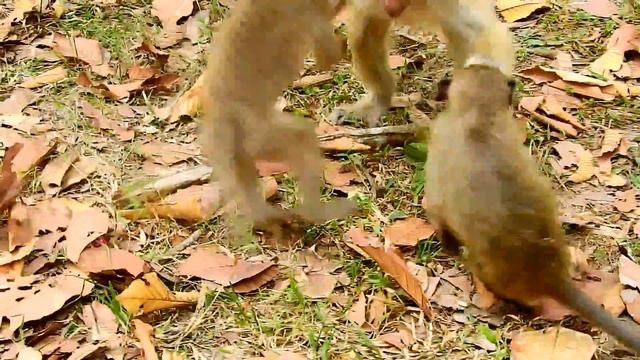 Ah No, Big Monkey Play Hurt Baby Monkey, Babies Monkey Simple Attack Each Other. смотреть онлайн