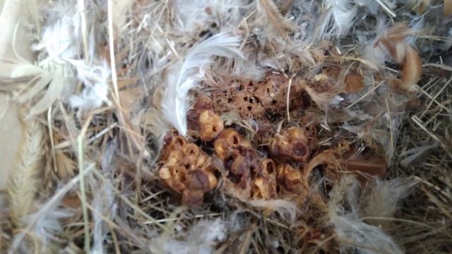 Шмелиное гнездо в зимовнике воробьёв смотреть онлайн