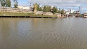 Ловля крупного осетра на удочку.