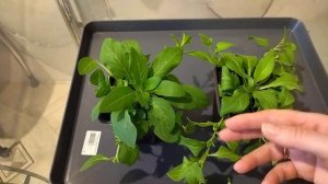 Вирус на петунии