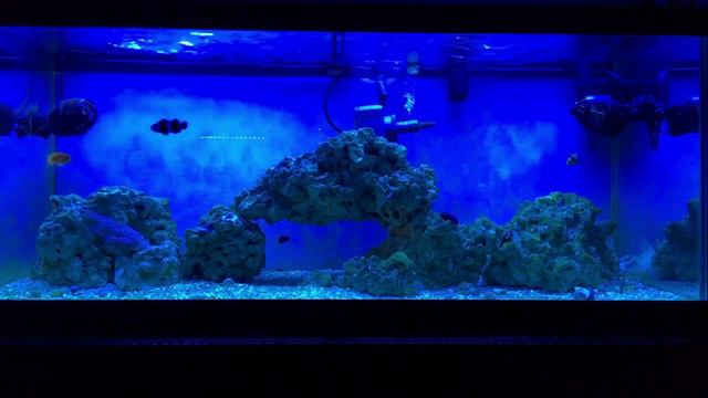 75 Gallon w/music смотреть онлайн