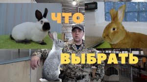 Какая порода мясных кроликов отличилась в летнюю жару. За опятами в тайгу