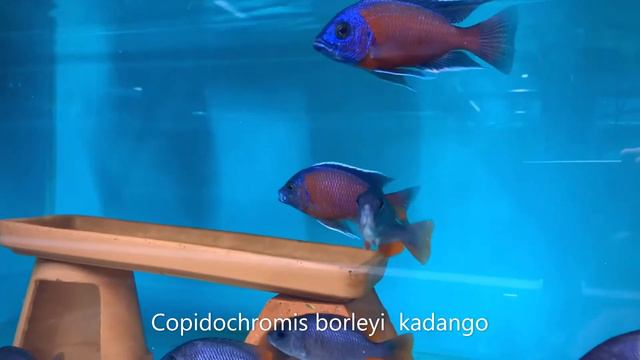 Integral Aquatics Copidochromis borleyi kadango смотреть онлайн