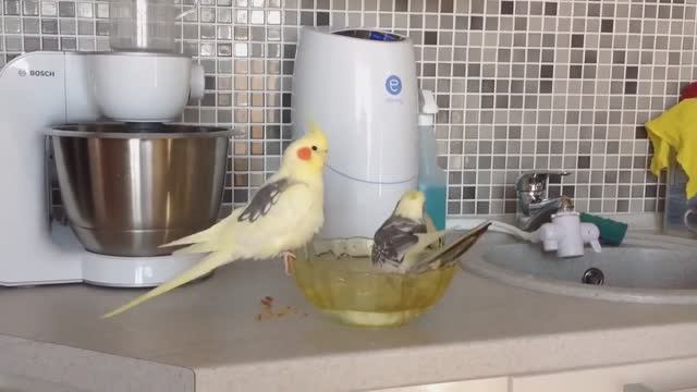 Попугаи кореллы и волнистик попугай живут вместе. Выпустила всех попугаев на кухне погулять. смотреть онлайн