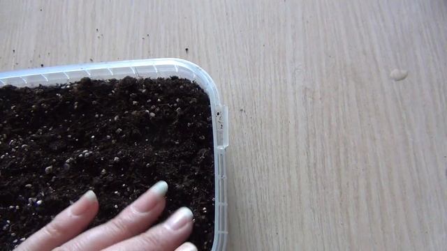 DIY: КАК ПОСАДИТЬ ПЕРЕЦ. Посев перца БОЛГАРСКОГО 24.03.2018 смотреть онлайн