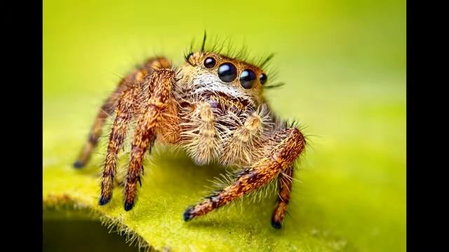 5 САМЫХ ЯДОВИТЫХ ПАУКОВ смотреть онлайн