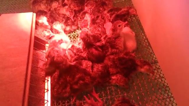 Вылупление индюшат бронза 7083